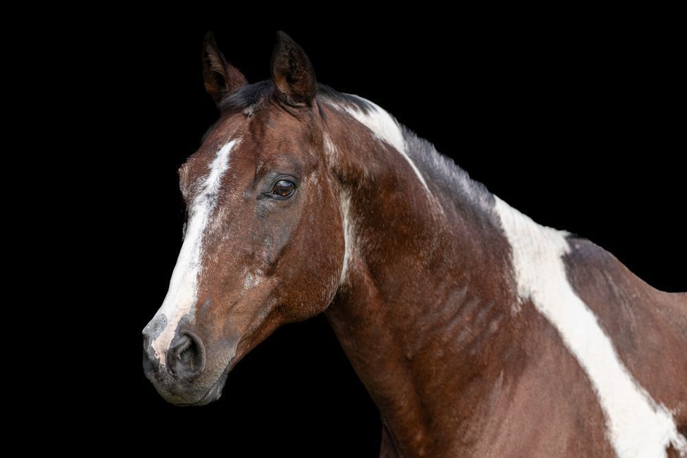 Horses Images | Wall Art | Photos  | Pictures | Pics | Wallpapers