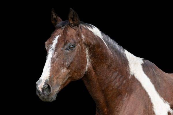 Horses Images | Wall Art | Photos  | Pictures | Pics | Wallpapers