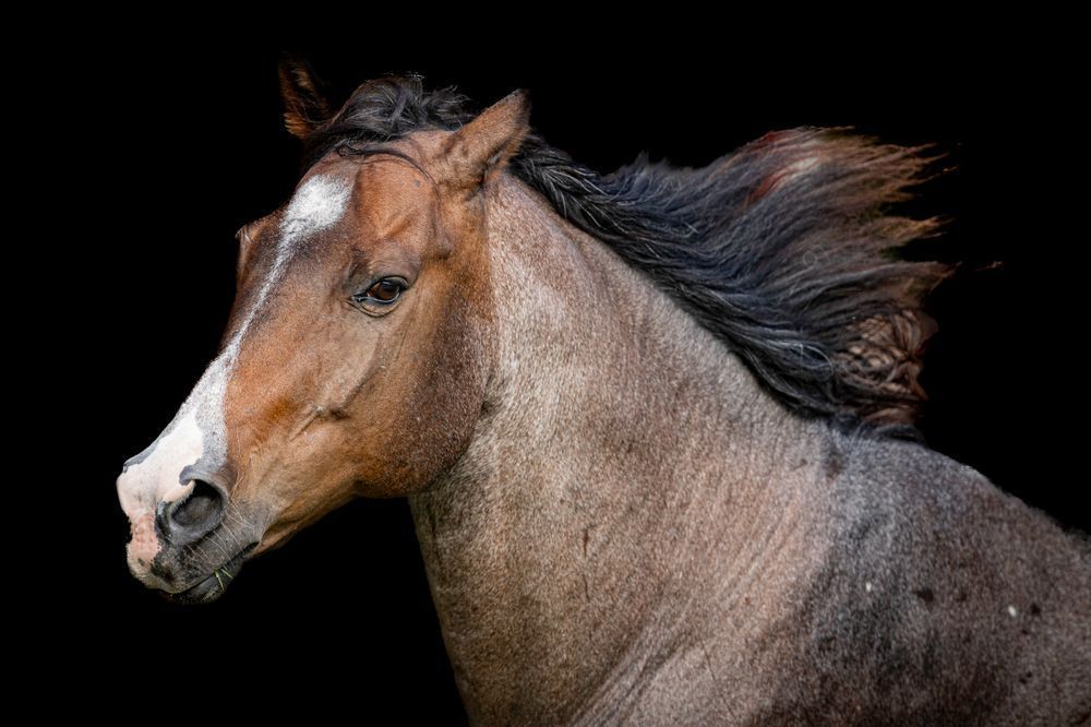 Horses Images | Wall Art | Photos  | Pictures | Pics | Wallpapers