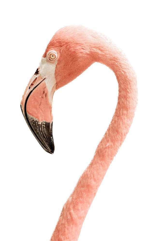Flamingo Nine