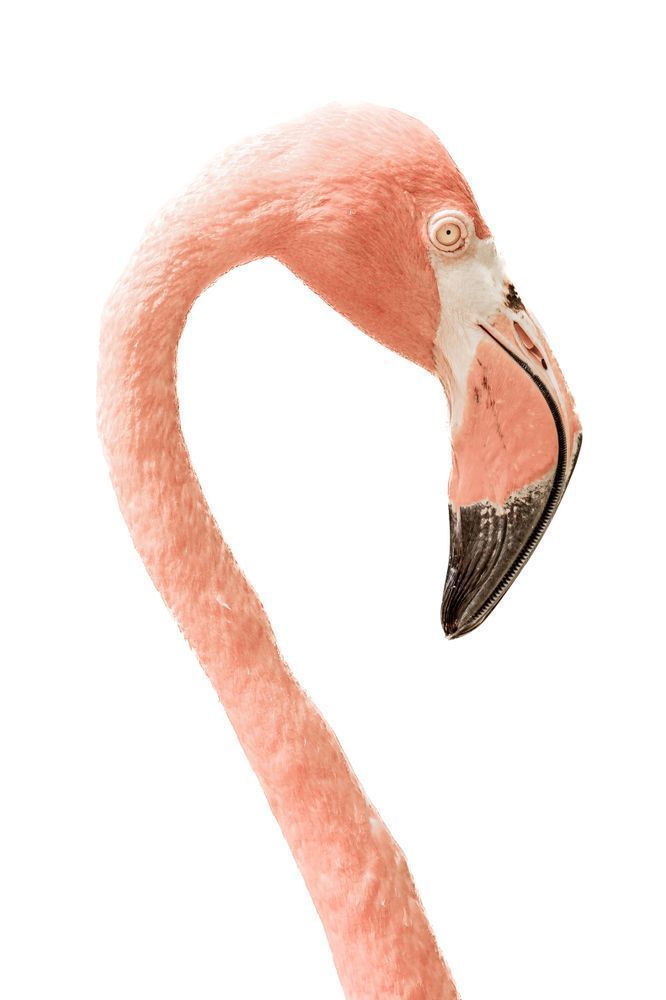 Flamingo Eight