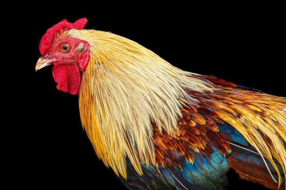 Rooster Birds Images | Art | Dennis Goodman Photography