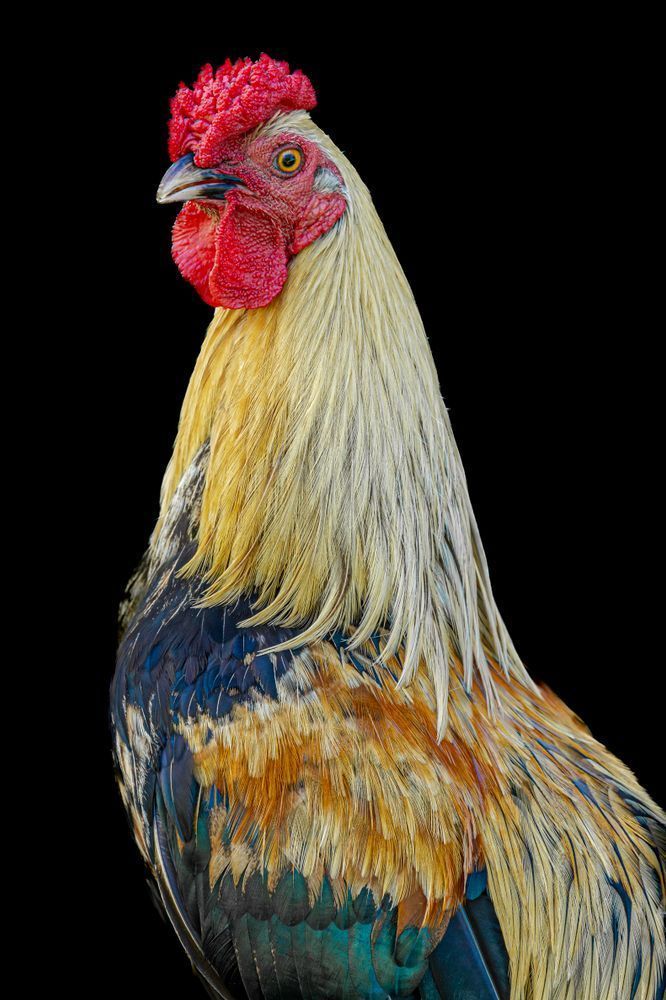 Rooster Birds Images | Art | Dennis Goodman Photography