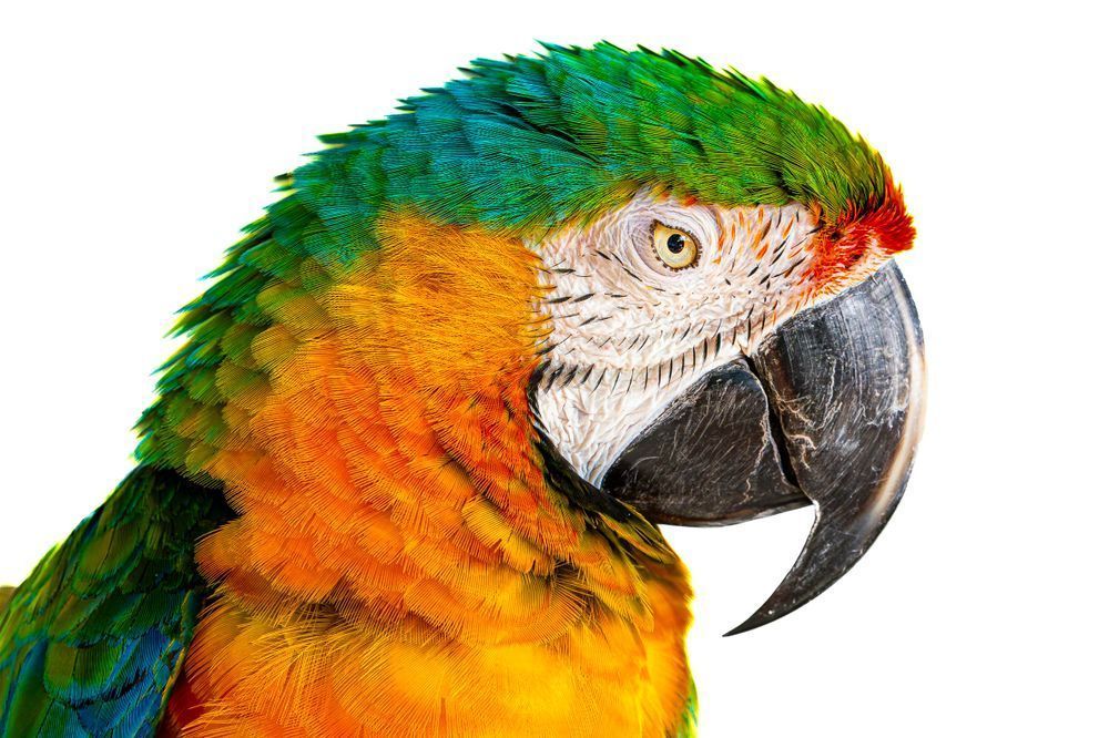 Parrot | Wall Art | Photos | Pictures | Pics | Images |Wallpapers