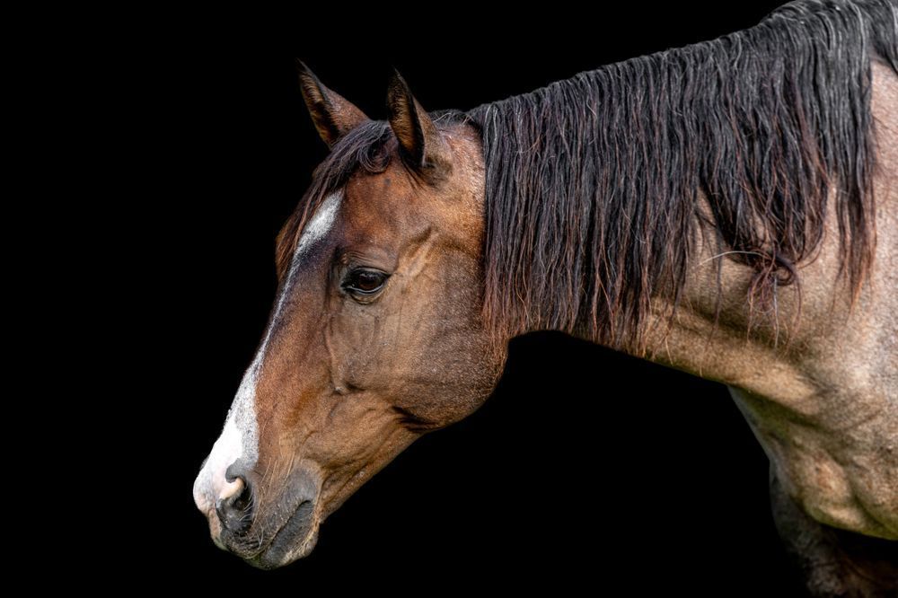 Horses Images | Wall Art | Photos  | Pictures | Pics | Wallpapers