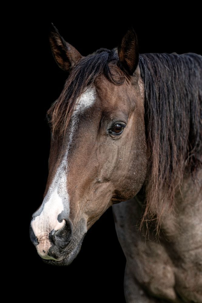 Horses Images | Wall Art | Photos  | Pictures | Pics | Wallpapers