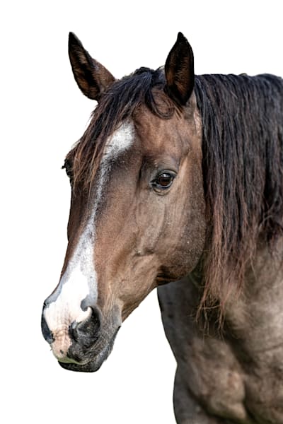 Horses Images | Wall Art | Photos  | Pictures | Pics | Wallpapers