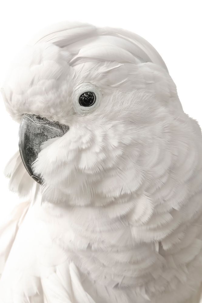 Cockatoos Birds | Images | Dennis Goodman Photography