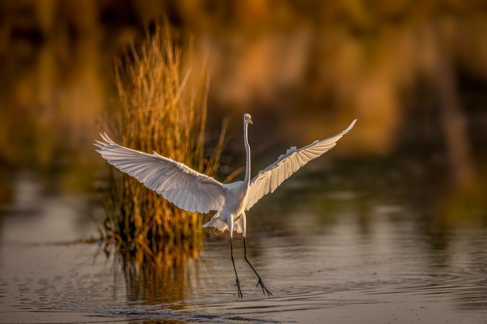Jekyll Island Photos | Images | Georgia | GA | Pics