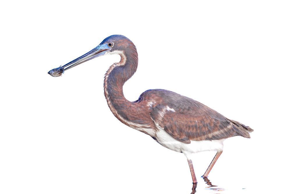 Tricolored Heron Photo | Dennis Goodman Photography