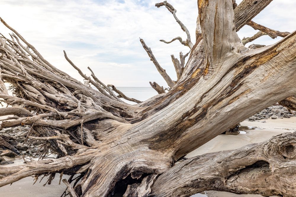 Jekyll Island Photos | Images | Georgia | GA | Pics