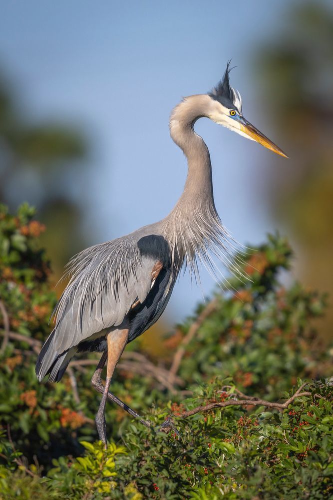 Blue Heron Birds | Wall Art | Pictures | Images | Pics |Wallpaper