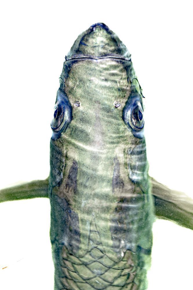 Tarpon Fish | Photos | Dennis Goodman Photography