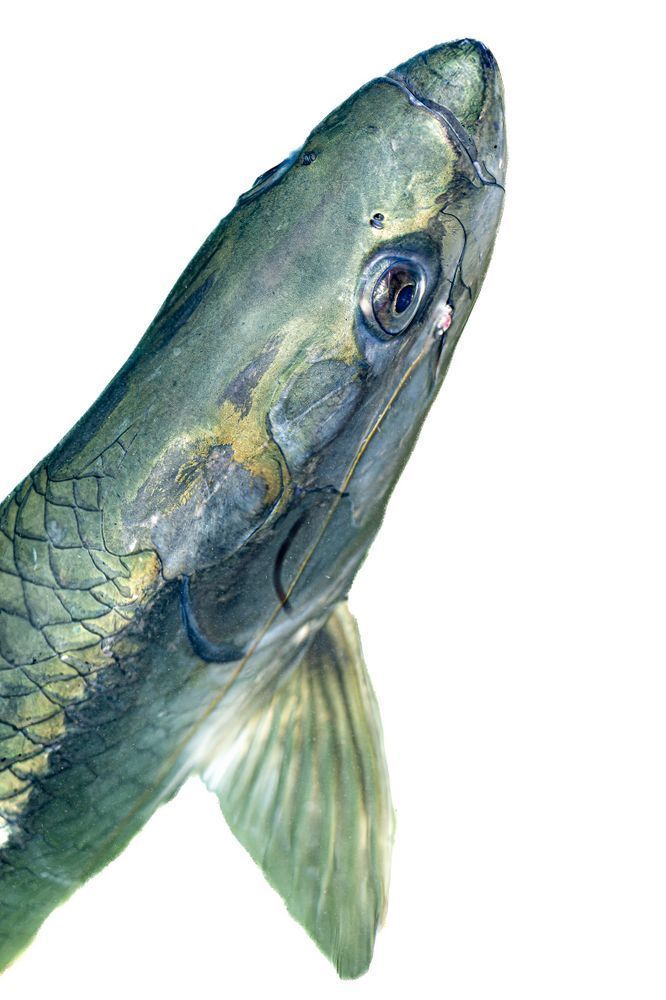 Tarpon Fish | Photos | Dennis Goodman Photography