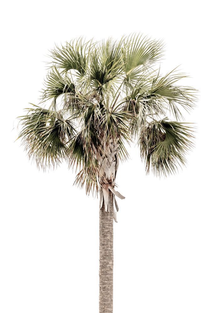 Palm Tree Images | Photos | Pics | Art