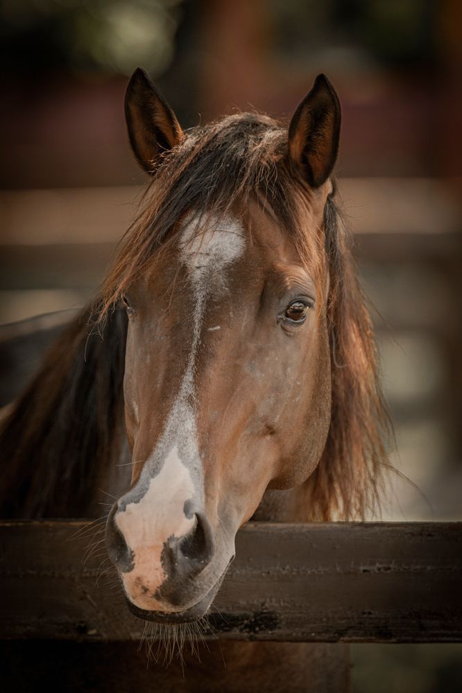 Horses Images | Wall Art | Photos  | Pictures | Pics | Wallpapers