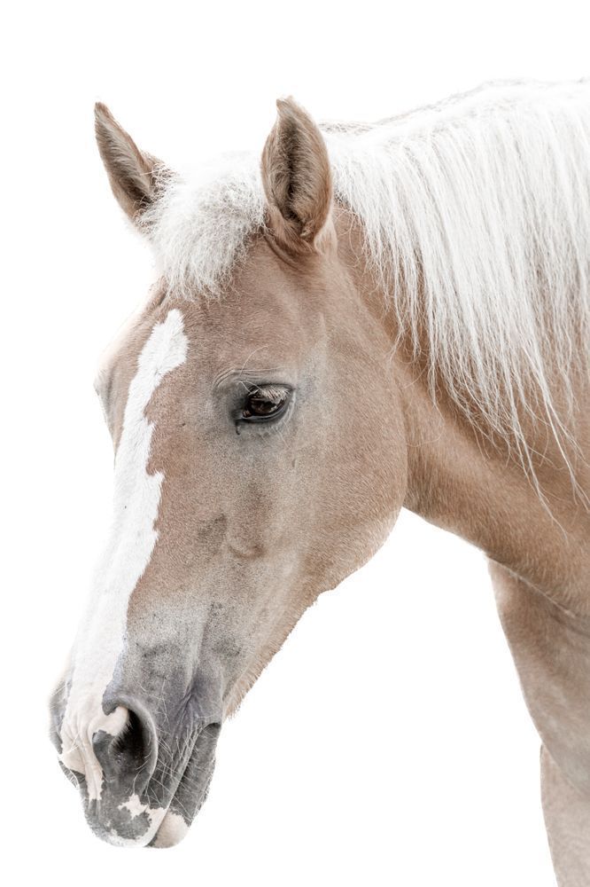 Horses Images | Wall Art | Photos  | Pictures | Pics | Wallpapers