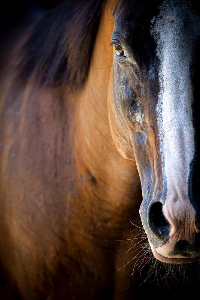 Horses Images | Wall Art | Photos  | Pictures | Pics | Wallpapers