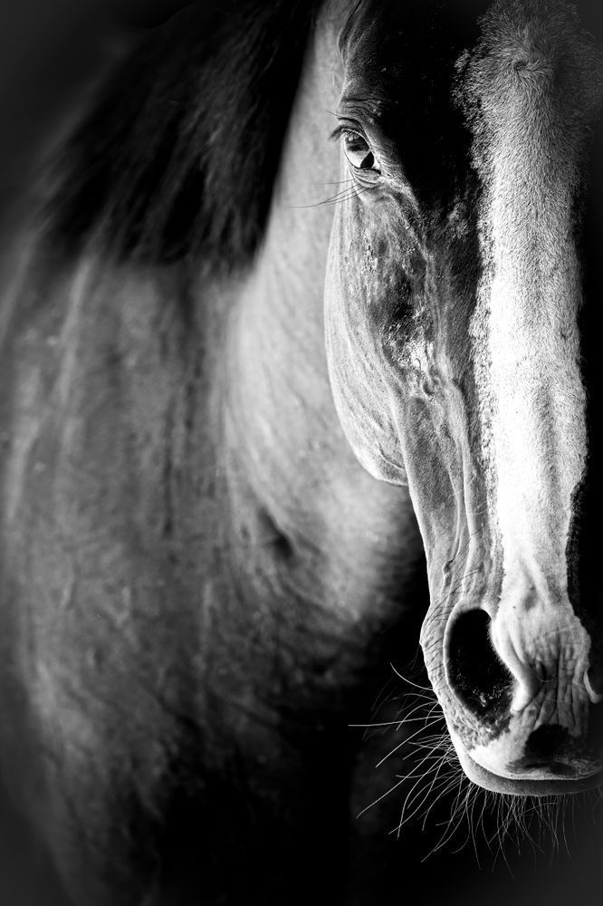 Horses Images | Wall Art | Photos  | Pictures | Pics | Wallpapers