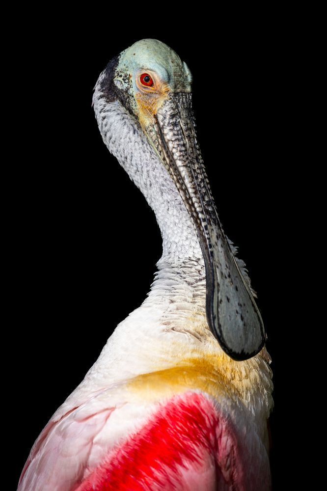 Roseate Spoonbill Birds | Art Photography | Dennis Goodman
