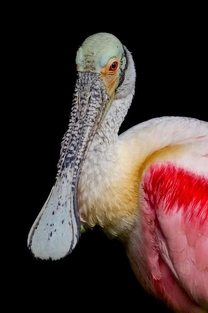 Pink Roseate Spoonbill Birds | Art Photography | Dennis Goodman