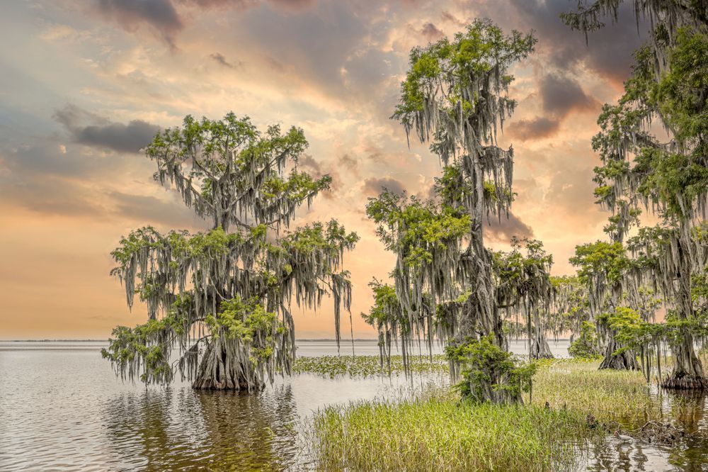 Lake Istokpoga 7 Photography Art | Dennis Goodman Photography, Inc.