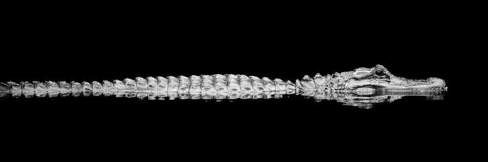 Alligator | Photos | Pictures| Pics| Images |Wall Art |Wallpapers