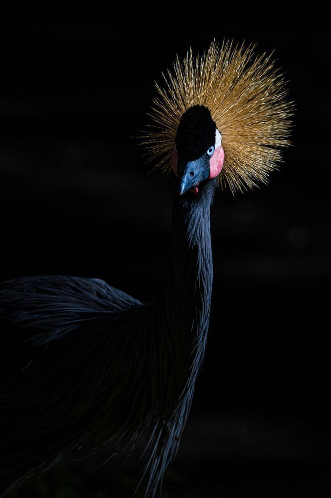 Crowned Crane Birds | Dennis Goodman Photography