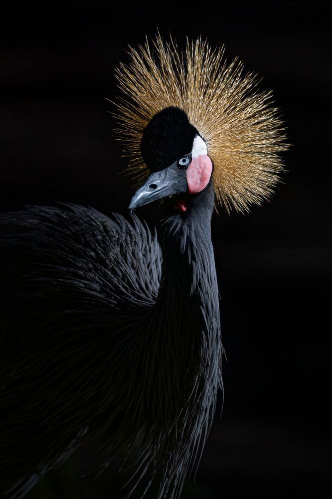 Crowned Crane Birds | Dennis Goodman Photography