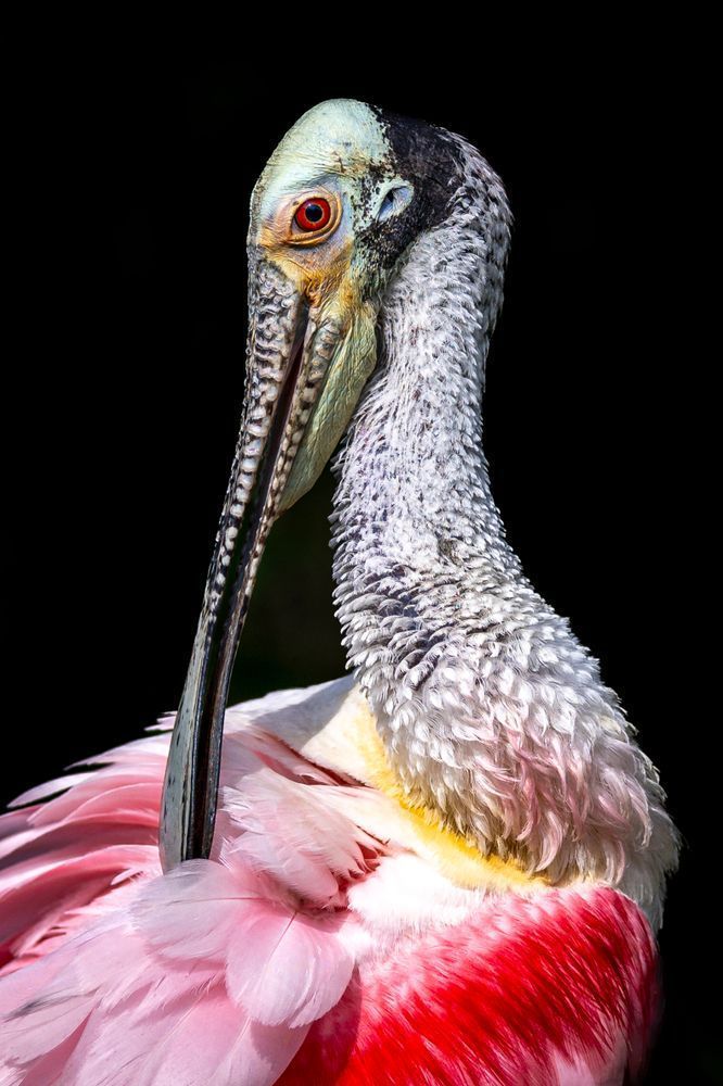 Pink Roseate Spoonbill Birds | Art Photography | Dennis Goodman