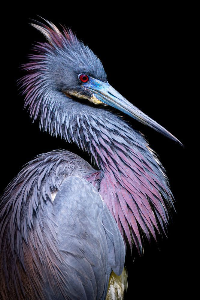 Tricolored Heron Photo | Dennis Goodman Photography