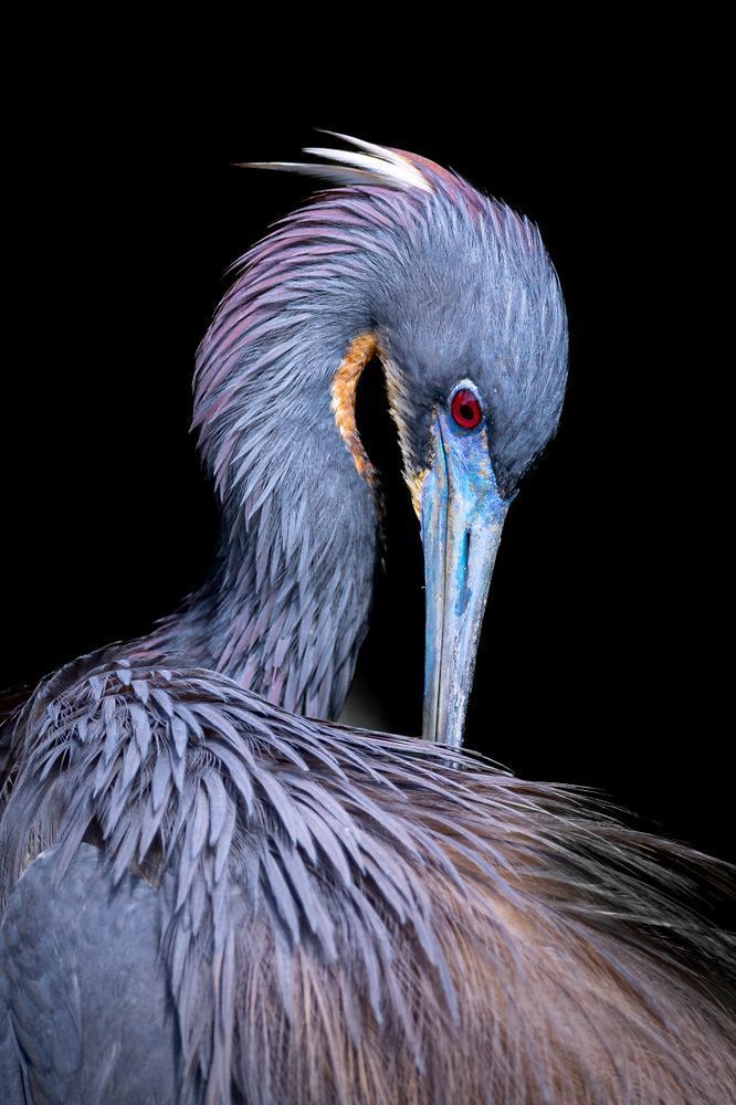 Tricolored Heron Photo | Dennis Goodman Photography
