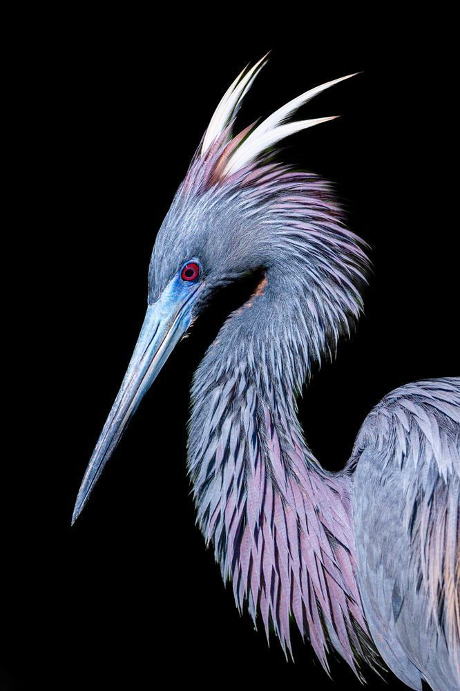 Tricolored Heron Photo | Dennis Goodman Photography