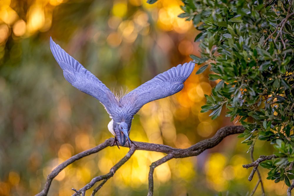 Tricolored Heron Photo | Dennis Goodman Photography
