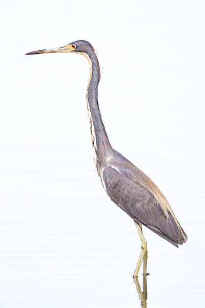 Tricolored Heron Photo | Dennis Goodman Photography