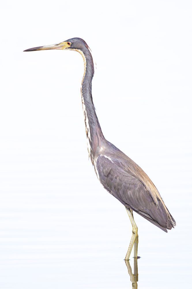 Tricolored Heron Photo | Dennis Goodman Photography