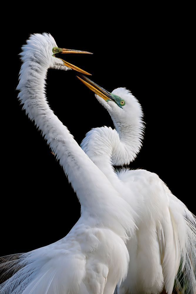 Great Egret 33 Photography Art | Dennis Goodman Photography, Inc.
