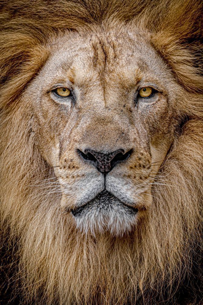 Lion 2 Photography Art | Dennis Goodman Photography, Inc.