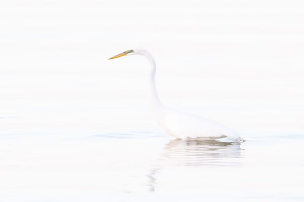 Great Egrets Birds | Pictures | Photos | Florida 