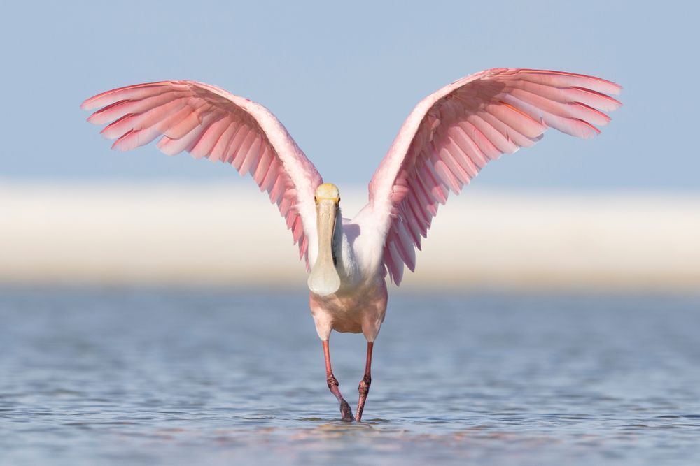 Pink Roseate Spoonbill Birds | Art Photography | Dennis Goodman