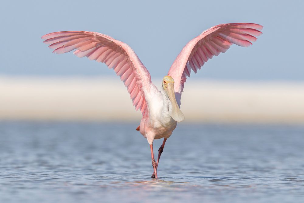 Pink Roseate Spoonbill Birds | Art Photography | Dennis Goodman