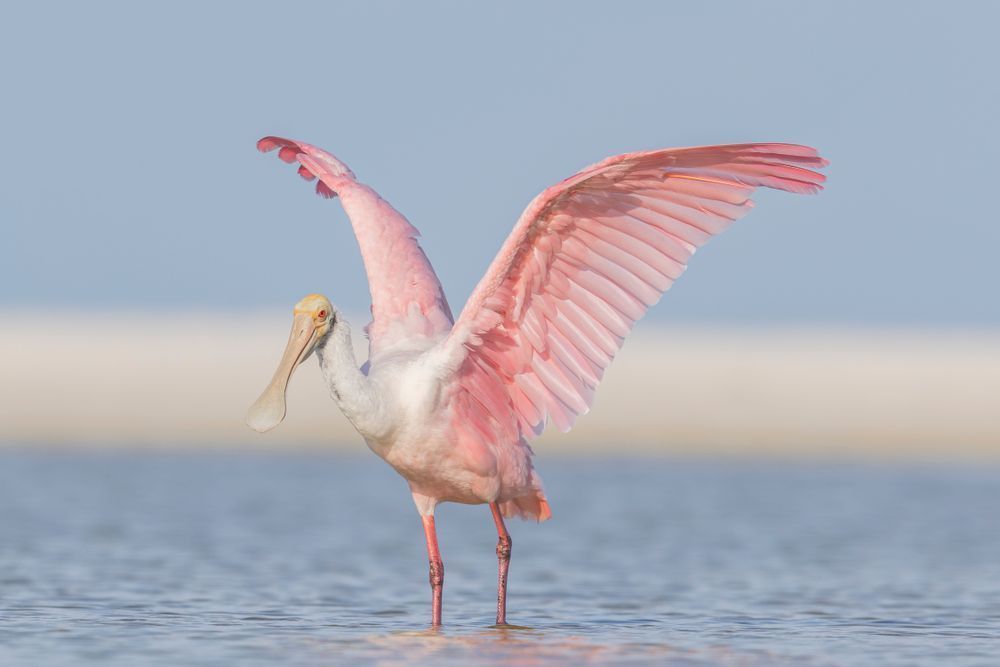 Pink Roseate Spoonbill Birds | Art Photography | Dennis Goodman
