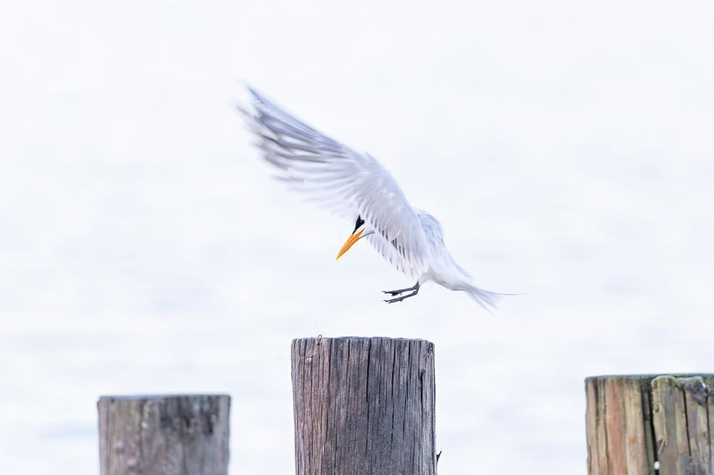 Royal Tern Bird | Dennis Goodman Photography
