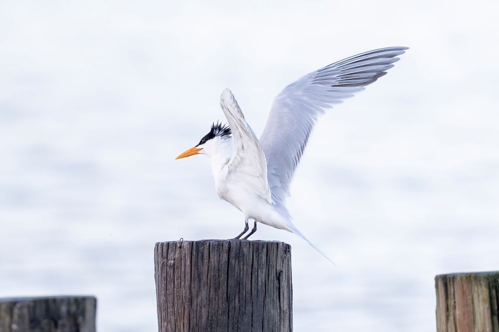 Royal Tern Bird | Dennis Goodman Photography
