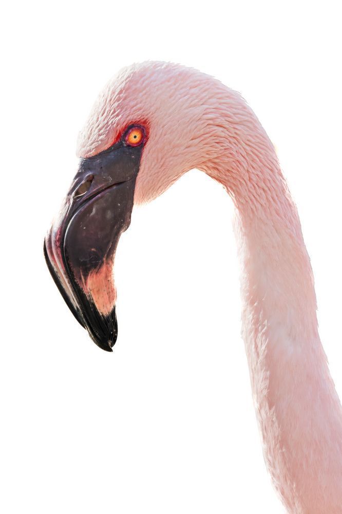 Flamingo Photos | Art | Dennis Goodman Photography