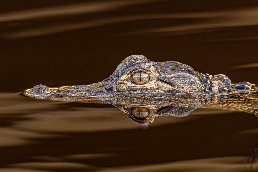 Alligator | Photos | Pictures| Pics| Images |Wall Art |Wallpapers