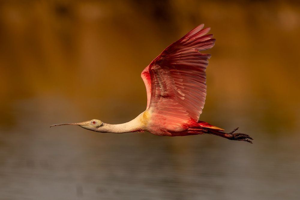 Pink Roseate Spoonbill Birds | Art Photography | Dennis Goodman