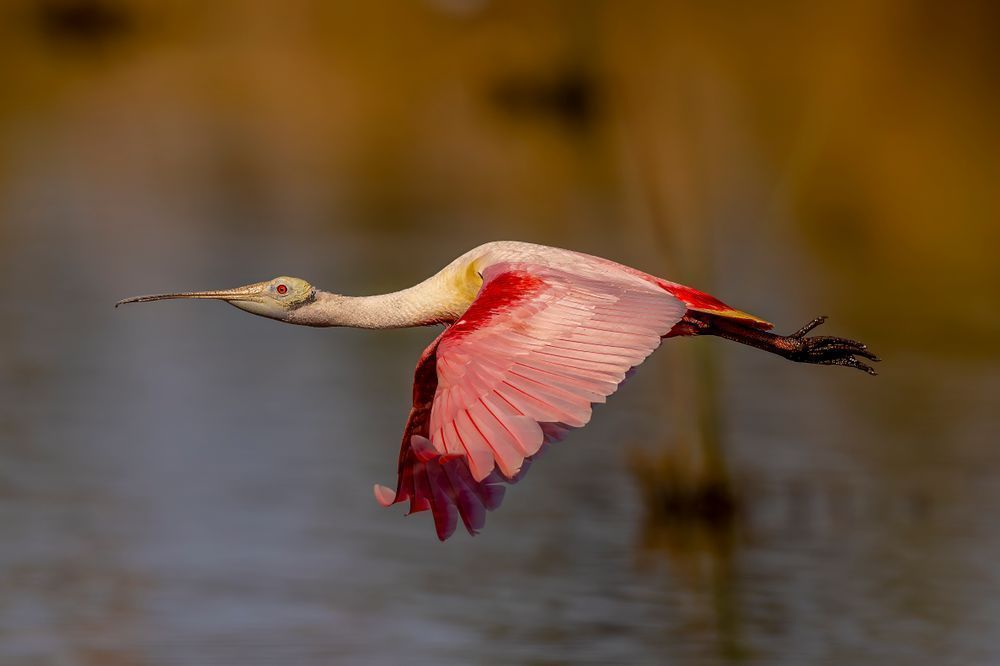 Pink Roseate Spoonbill Birds | Art Photography | Dennis Goodman