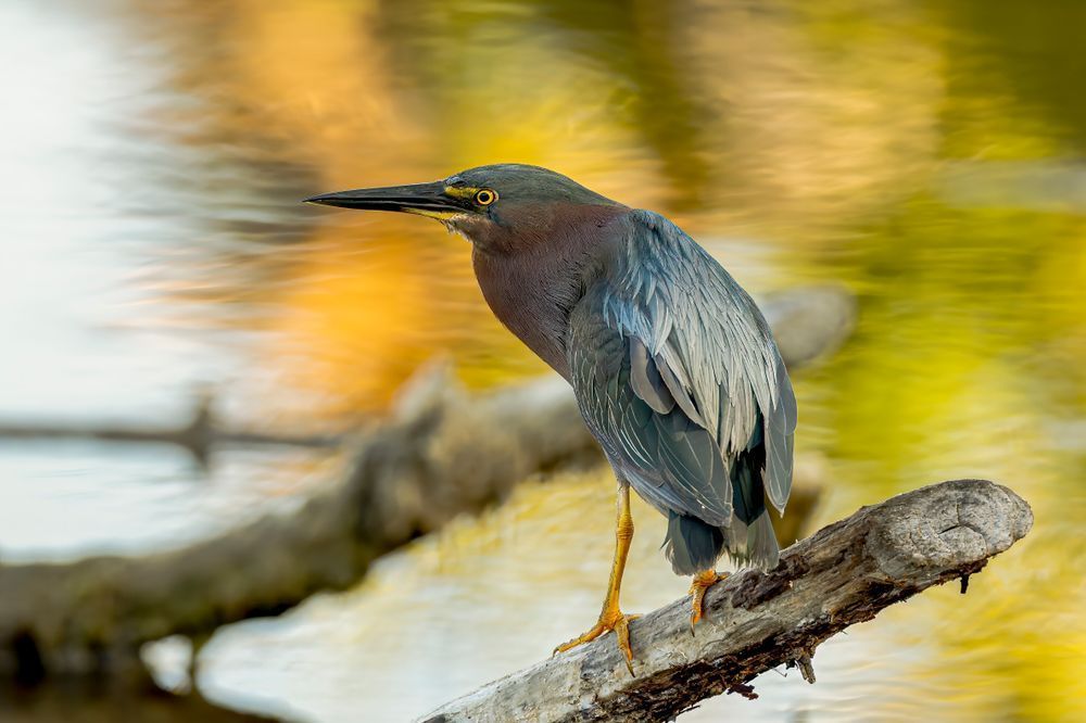 J4 A0943 Edit Edit Photography Art | Dennis Goodman Photography, Inc.