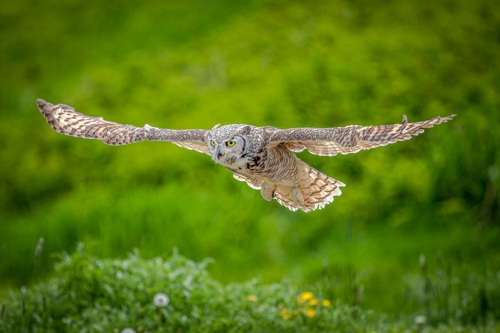 Owls Photographs | Wall Art | Images | Photos | Wallpapers